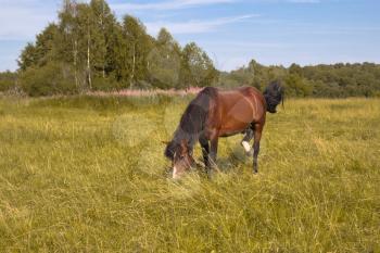 The horse is grazed on a golden meadow on a sunny day