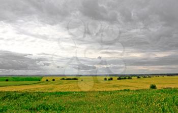 Rural landscape near Yaroslavl. Meadow with mature cereals