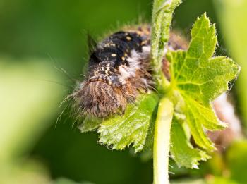 Fluffy caterpillar feeds on woody foliage, outdoors super macro