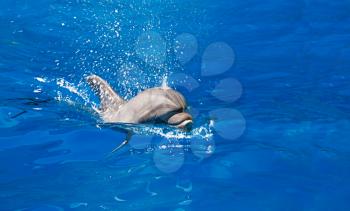 Dolphin splashes of sea water, indoors shot