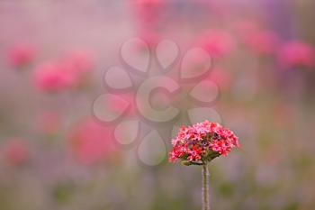 Reddish pink summer flower on soft background, toning, outdoors shot