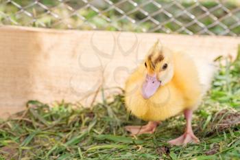 Wet duckling looking at the camera,animal in captivity, outdoor shot, closeup, copy space