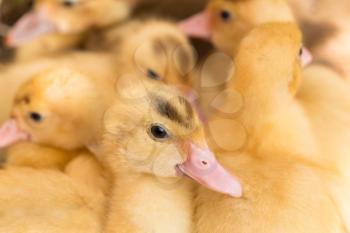 Little duckling looking at the camera, outdoor shot, closeup