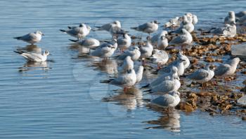 Seagulls on the sea coast