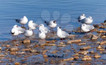 White seagulls on the sea coast