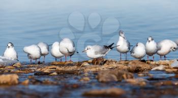 White seagulls sit on the sea coast