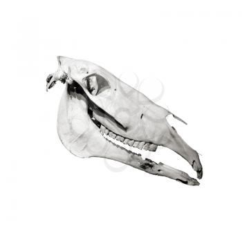 Horse skull profile isolated on white background