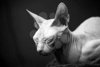 White Don Sphinx cat sleep. Closeup monochrome portrait