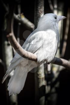 White albino crow sits on tree in the forest. Classical Russian metaphor of unusual