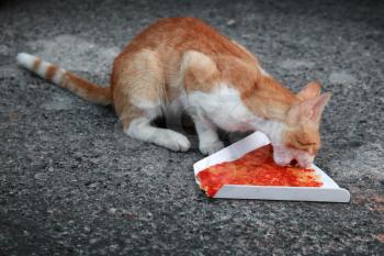Red homeless cat eats pizza on the asphalt road