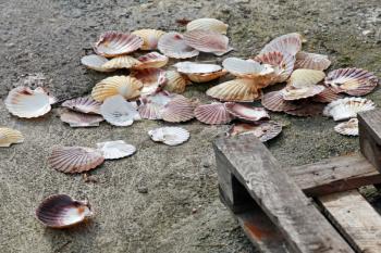 Empty big shells lay on the concrete pier