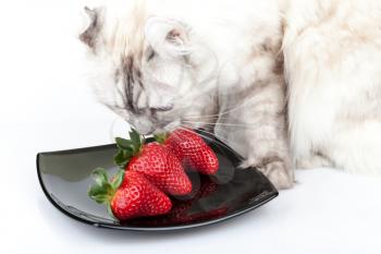 White cat carefully eats fresh red strawberry