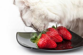 White cat carefully eats fresh red strawberry from black plate