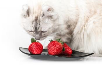 White domestic cat eats fresh red strawberry