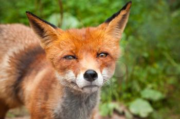 Close-up summer photo of wild red fox