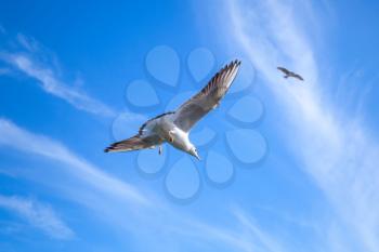 Seagull flying on blue sky background with windy clouds