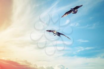 Seagulls flying on cloudy sky background, colorful tonal correction filter