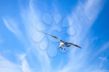 White seagull on blue cloudy sky background