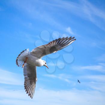 White seagull flying on blue cloudy sky background