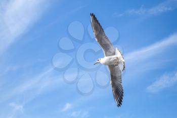 Big white seagull flying on blue cloudy sky background