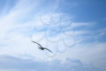 Big seagull flying on blue cloudy sky background