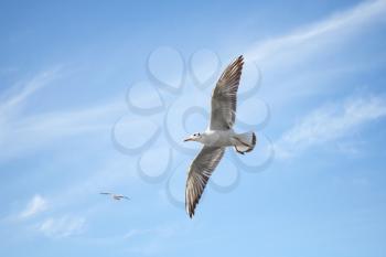 White seagulls flying on blue sky background