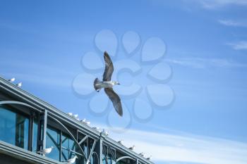 Seagull flying on sky background near the pier building
