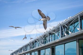 Seagulls flying on blue sky background near the pier building