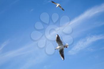 Two white seagulls flying on blue cloudy sky background
