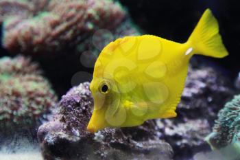 Tropical yellow tang aquarium fish, closeup photo with shallow DOF