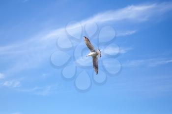 White big seagull flying on blue sky background with windy clouds