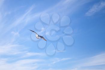 White seagull flying away on blue sky background with windy clouds