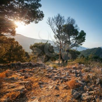 Bright summer morning landscape with dry trees. Montenegro