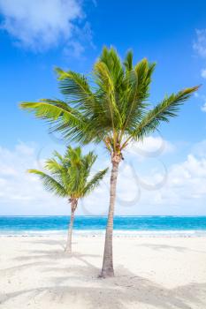 Two palm trees grow on empty sandy beach. Coast of Atlantic ocean, Dominican republic