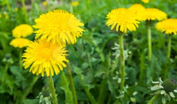 Fresh bright yellow dandelion flowers grow on spring meadow. Macro photo with selective focus