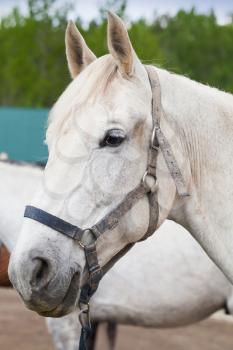 White horse close-up portrait with selective focus, Russian farm