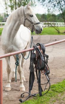 White horse standing on a leash, closeup vertical photo