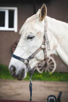 White horse standing on farm, closeup portrait
