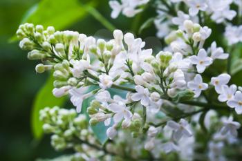 White lilac flowers, macro photo with selective focus. Flowering woody plant in summer garden