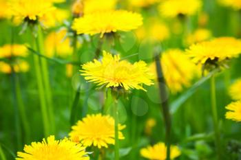 Bright yellow dandelion flowers grow on spring meadow. Macro photo with selective focus
