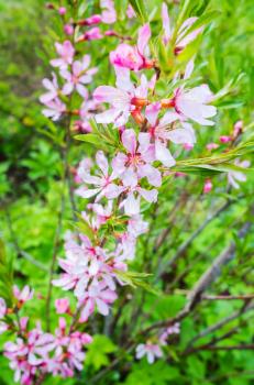 Almond in bloom. Bright pink flowers on branches in a spring garden, vertical photo with selective focus