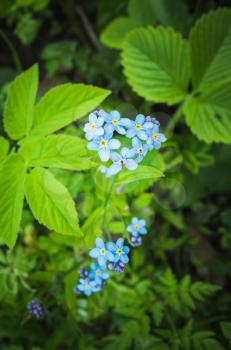 Forget me not. Blue flowers in spring garden. Vertical photo with selective focus