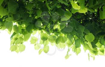 Fresh green tree leaves over white background. Close-up photo with selective focus