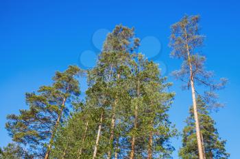 Pine trees over bright blue sky background. European forest in sunny day