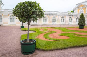 Decorative tree grows in pot. European park decoration