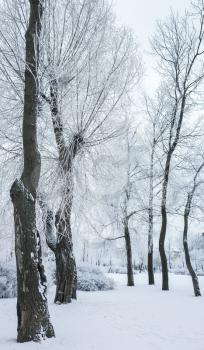 Trees covered with snow and ice in winter park. Vertical background photo