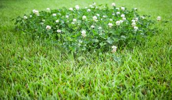 White clover flowers grow on summer lawn, background photo