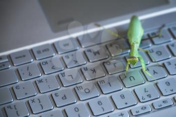 Software bug metaphor, mantis sitting on a laptop keyboard with English and Russian letters