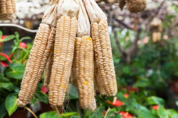 Corn cobs are drying on air. Madeira island, Portugal. Close-up photo with selective focus