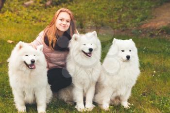 Happy Caucasian girl sitting with three white Samoyed dogs in autumn park